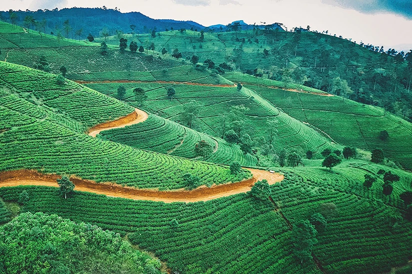 مزرعه قهوه عربیکا