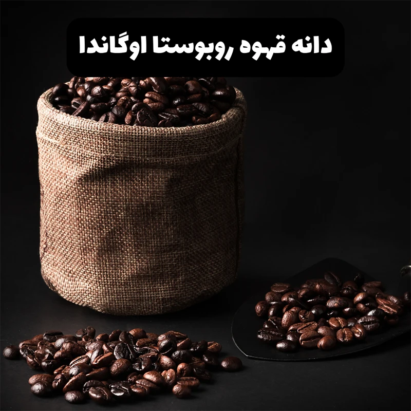 محصول قهوه روبوستا اوگاندا