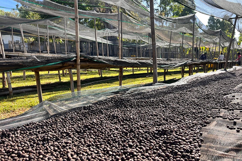 فرایند خشک کردن طبیعی قهوه در اتیوپی (روش خشک)