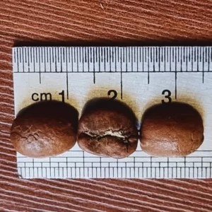 اندازه دانه های قهوه نیکاراگوئه