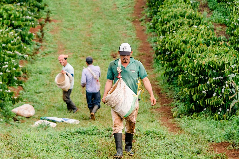 مزرعه قهوه در نیکاراگوئه