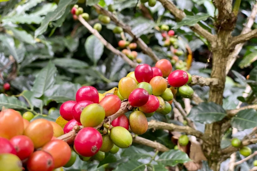 میوه های درخت عربیکا در حال رسیدن در مزرعه ای در کلمبیا