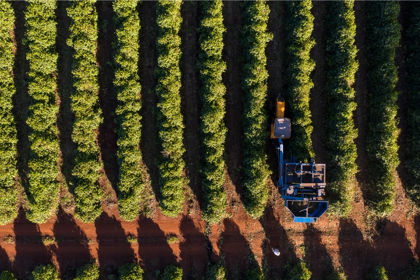 برداشت مکانیزه قهوه در برزیل