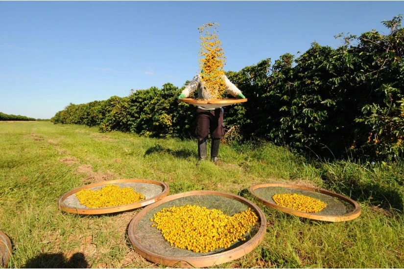 میوه های (گیلاس) قهوه بوربون زرد رسیده